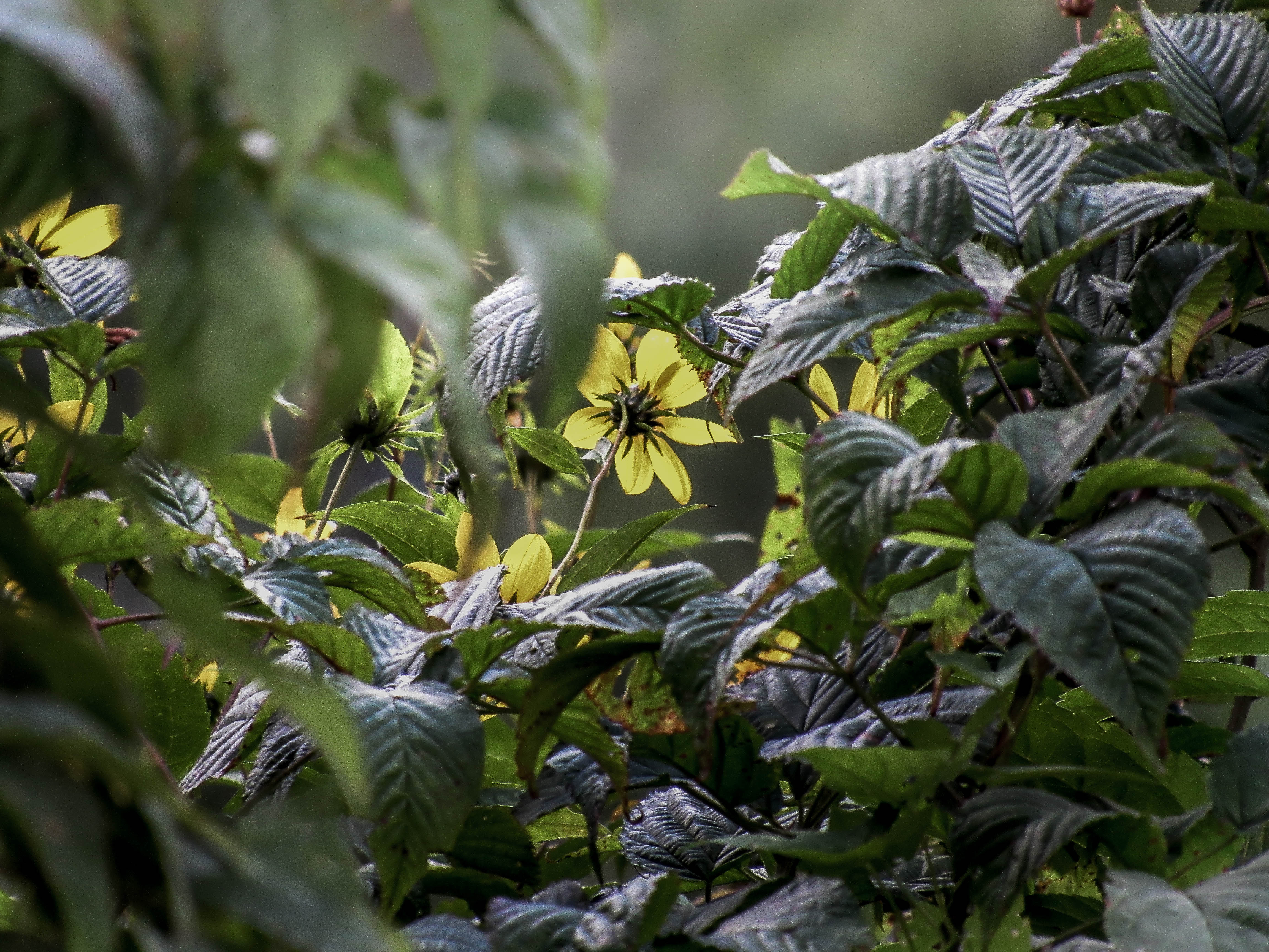 asheville_blue_ridge_parkway_mountain_side_flowers