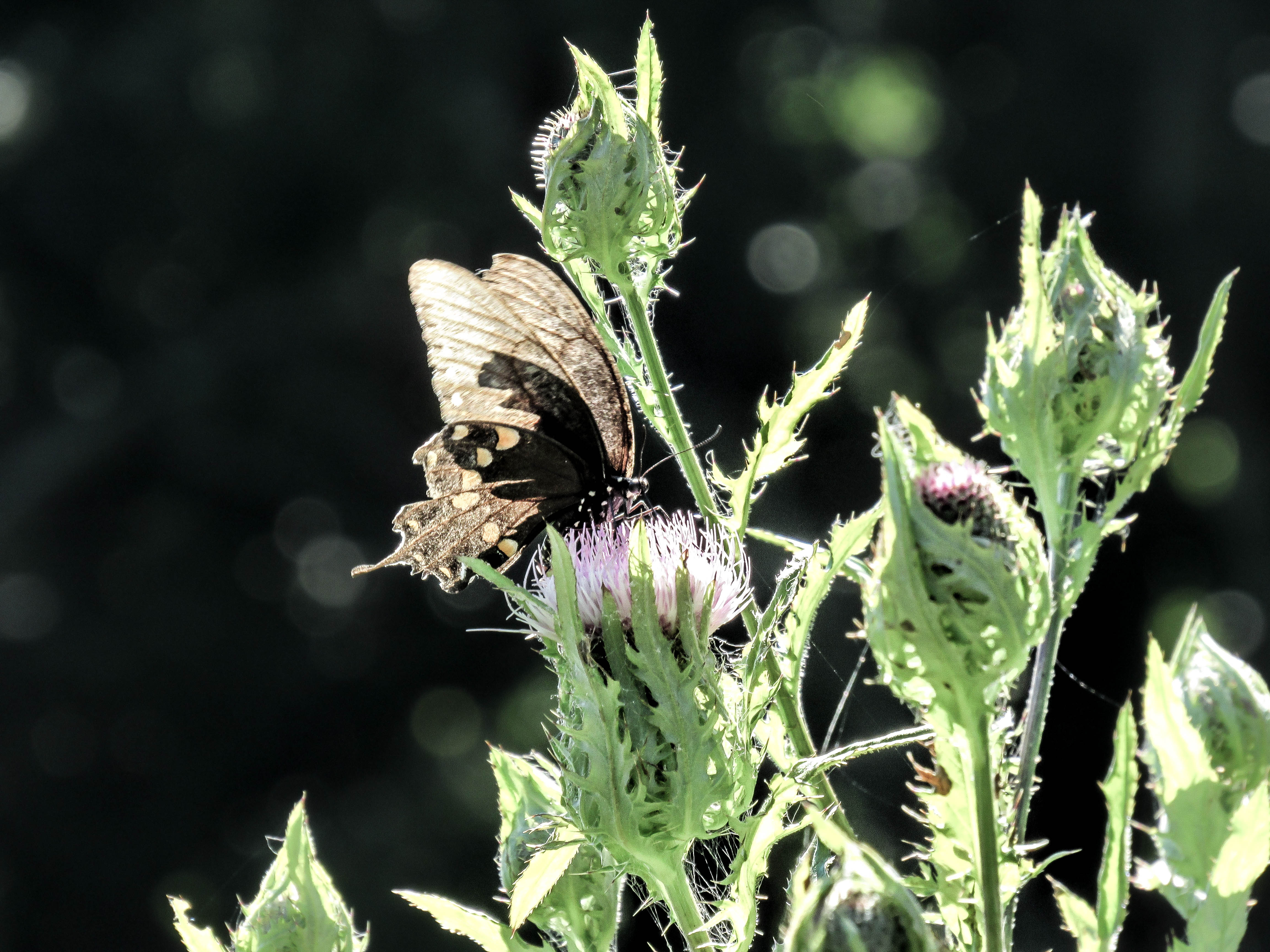 butterfly_nature_photography_asheville_nc